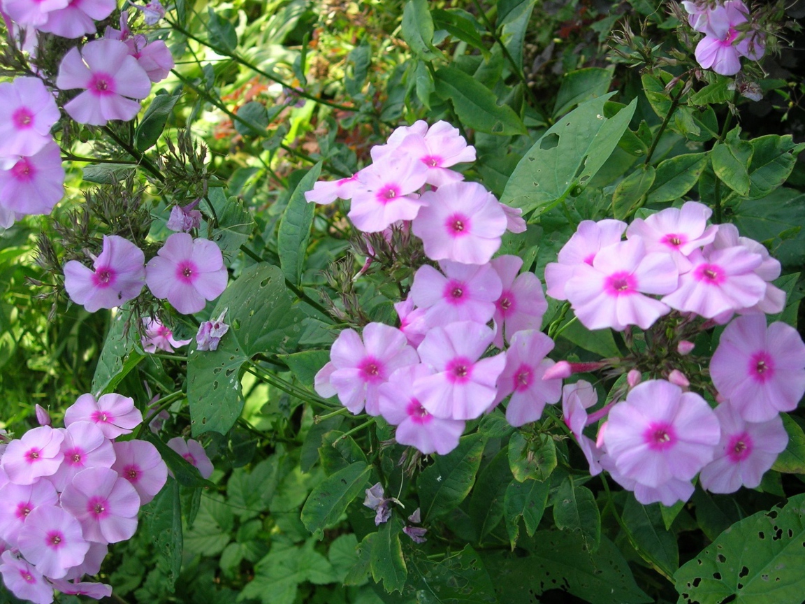 Красивые флоксы в саду