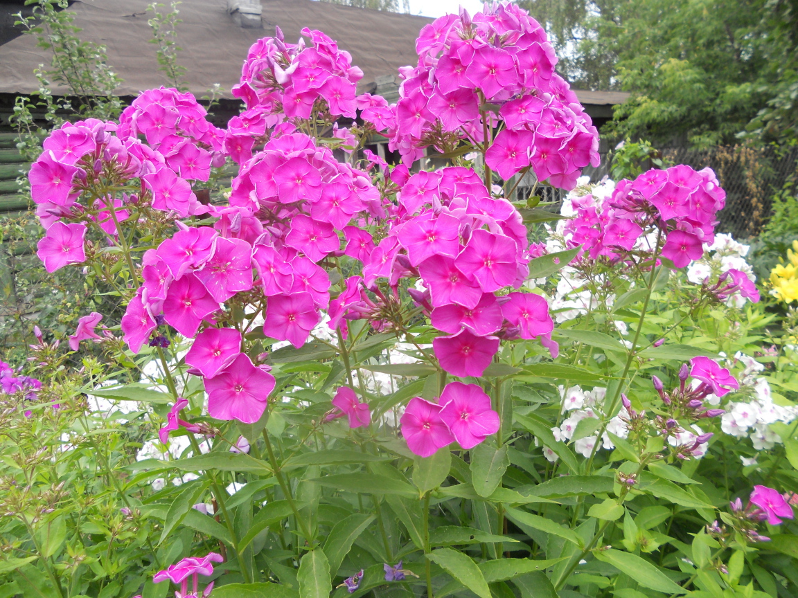 Красивые флоксы возле дома