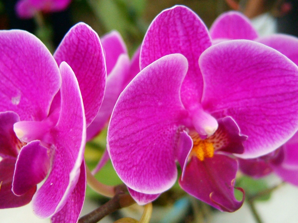 Прекрасные розовые цветы