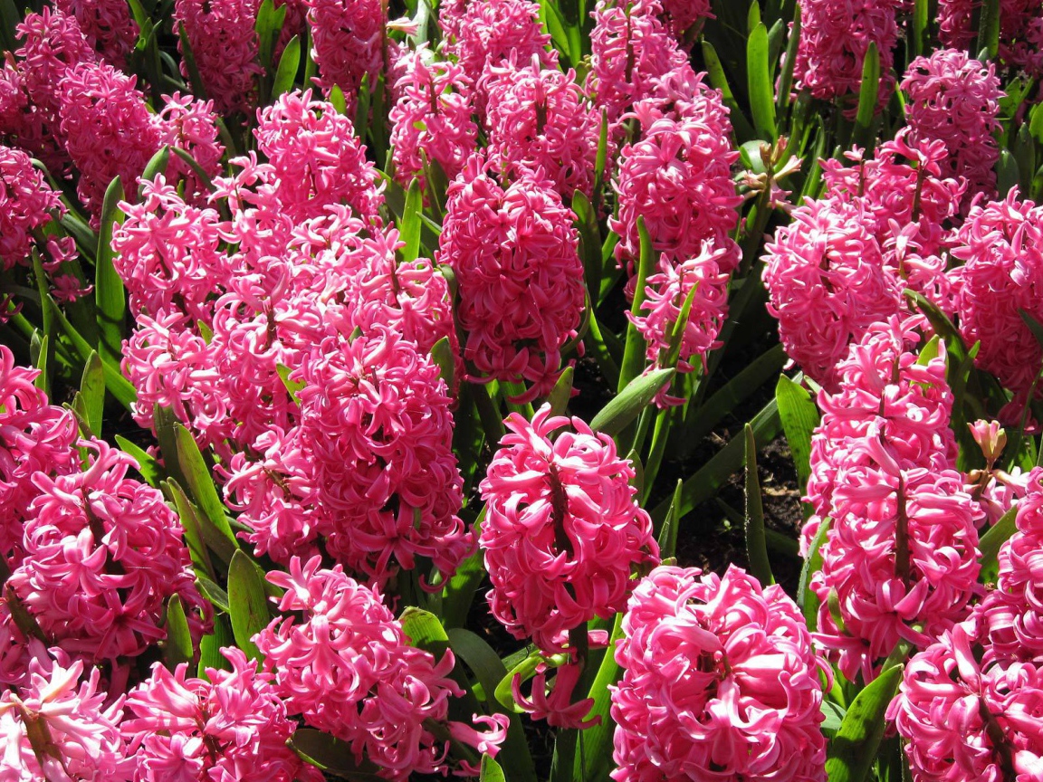 Красивые розовые гиацинты на поляне