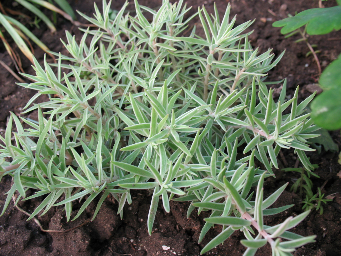 Красивое растение седум в саду