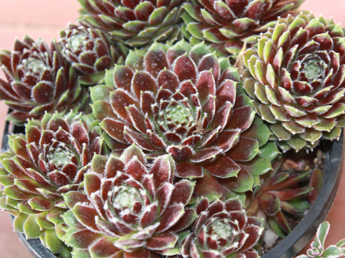 Красивое растение молодило в горшке