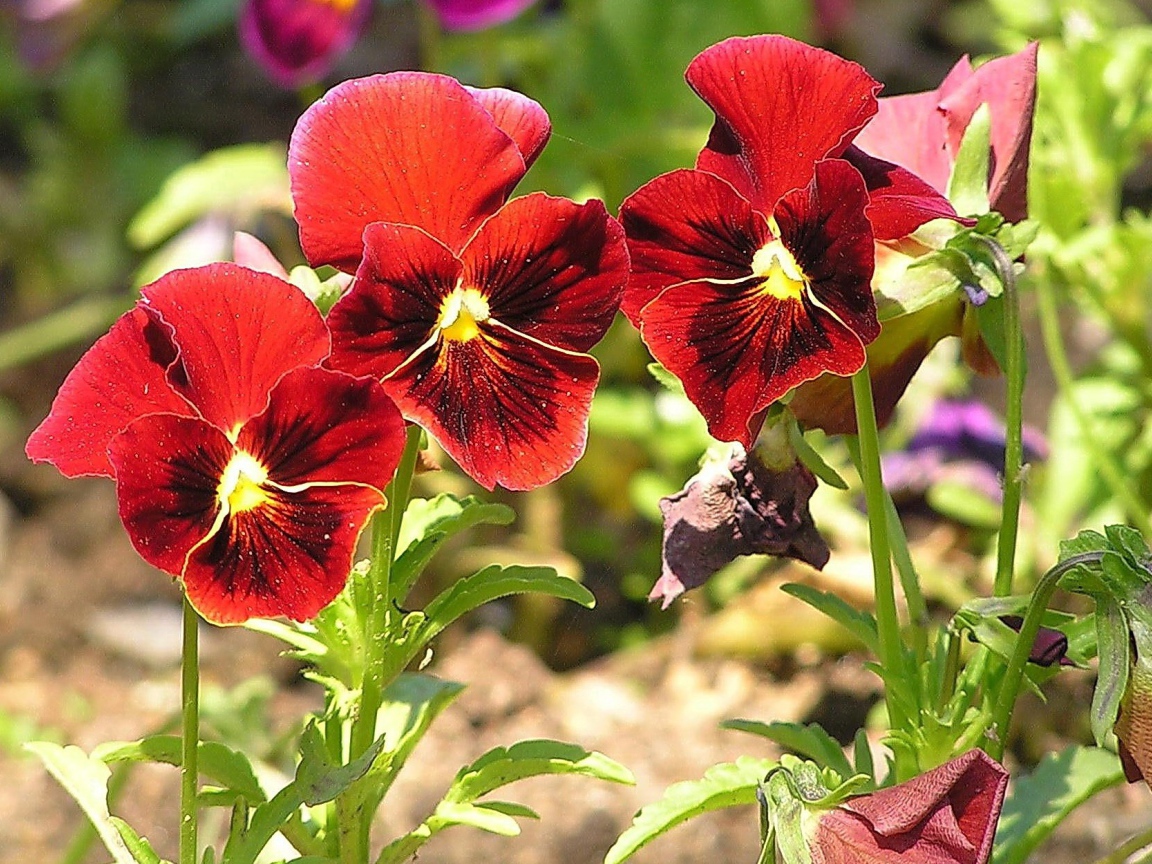 Красивые красные цветы анютины глазки