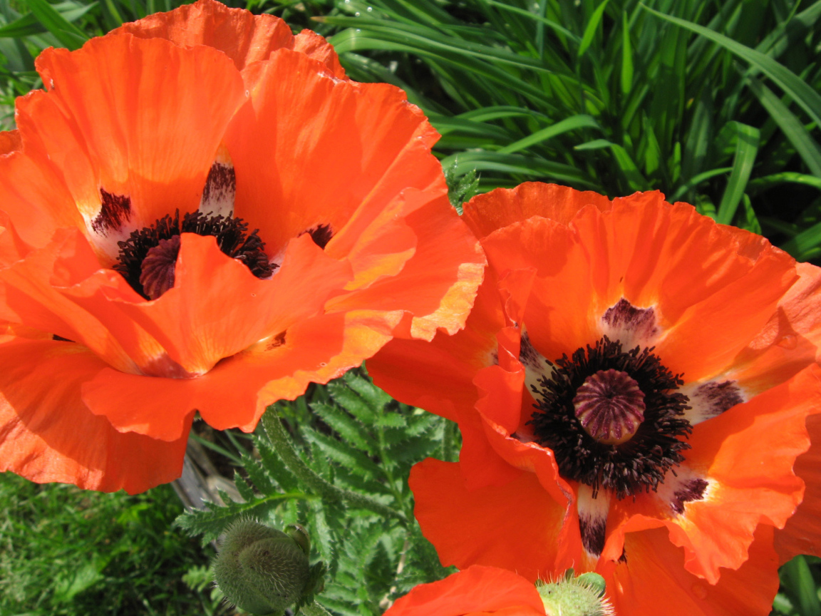 Красивый цветок красный мак