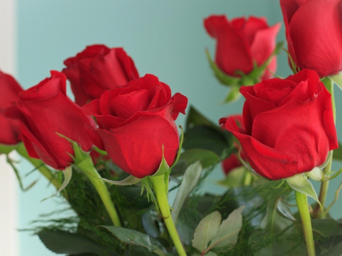 Красивые красные розы на голубом фоне