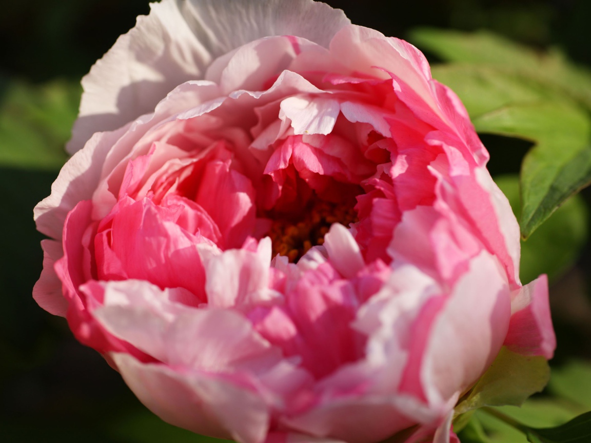 Красивый розовый бутон