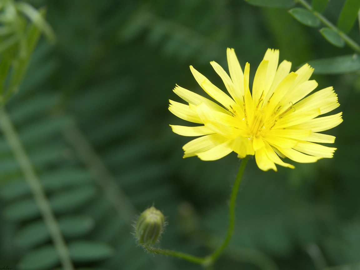 Красивый козлобородник (большой одуванчик) в саду