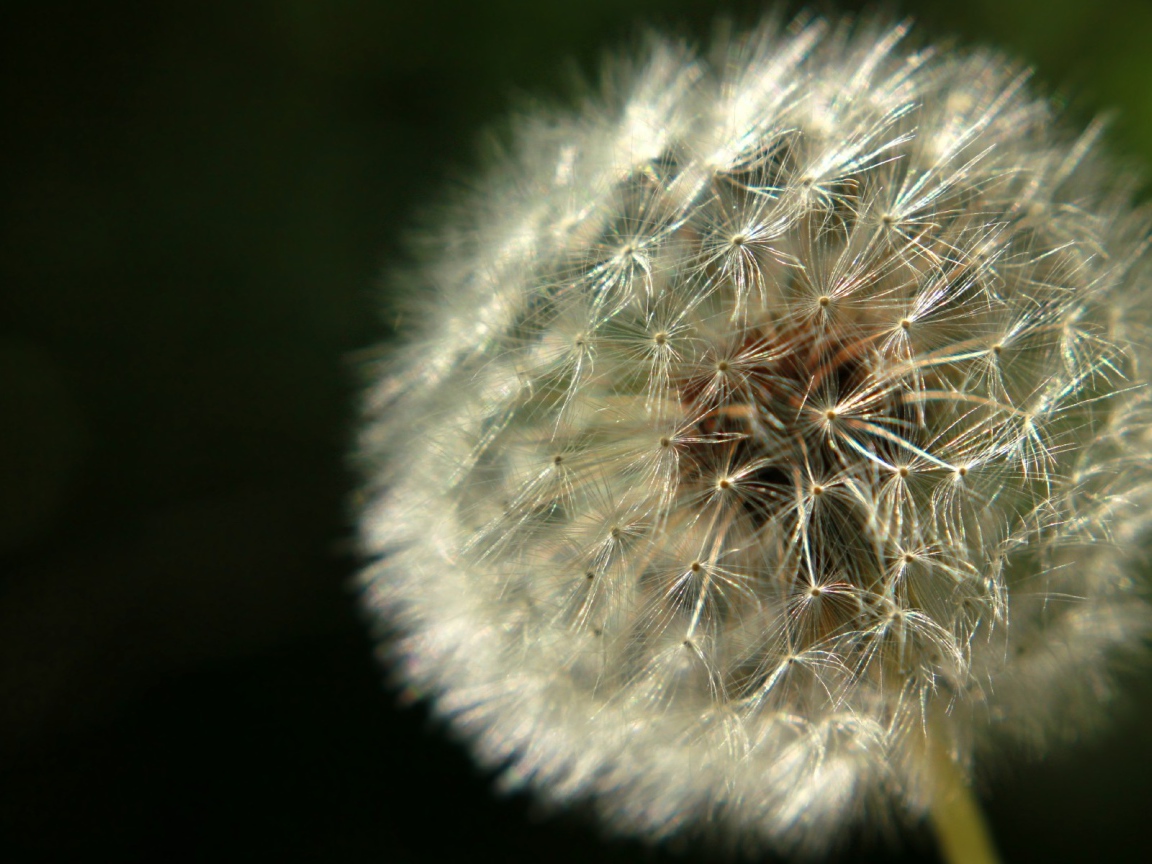 Красивый козлобородник (большой одуванчик) на газоне