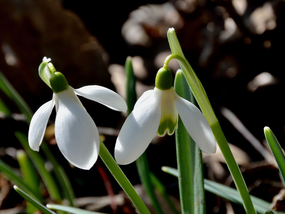 Красивые подснежники в саду
