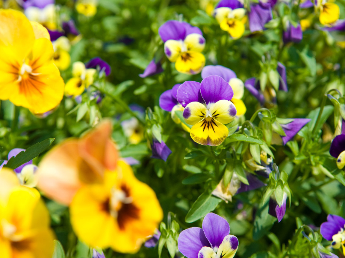 Красивые весенние виолы (фиалки, анютины глазки) в парке