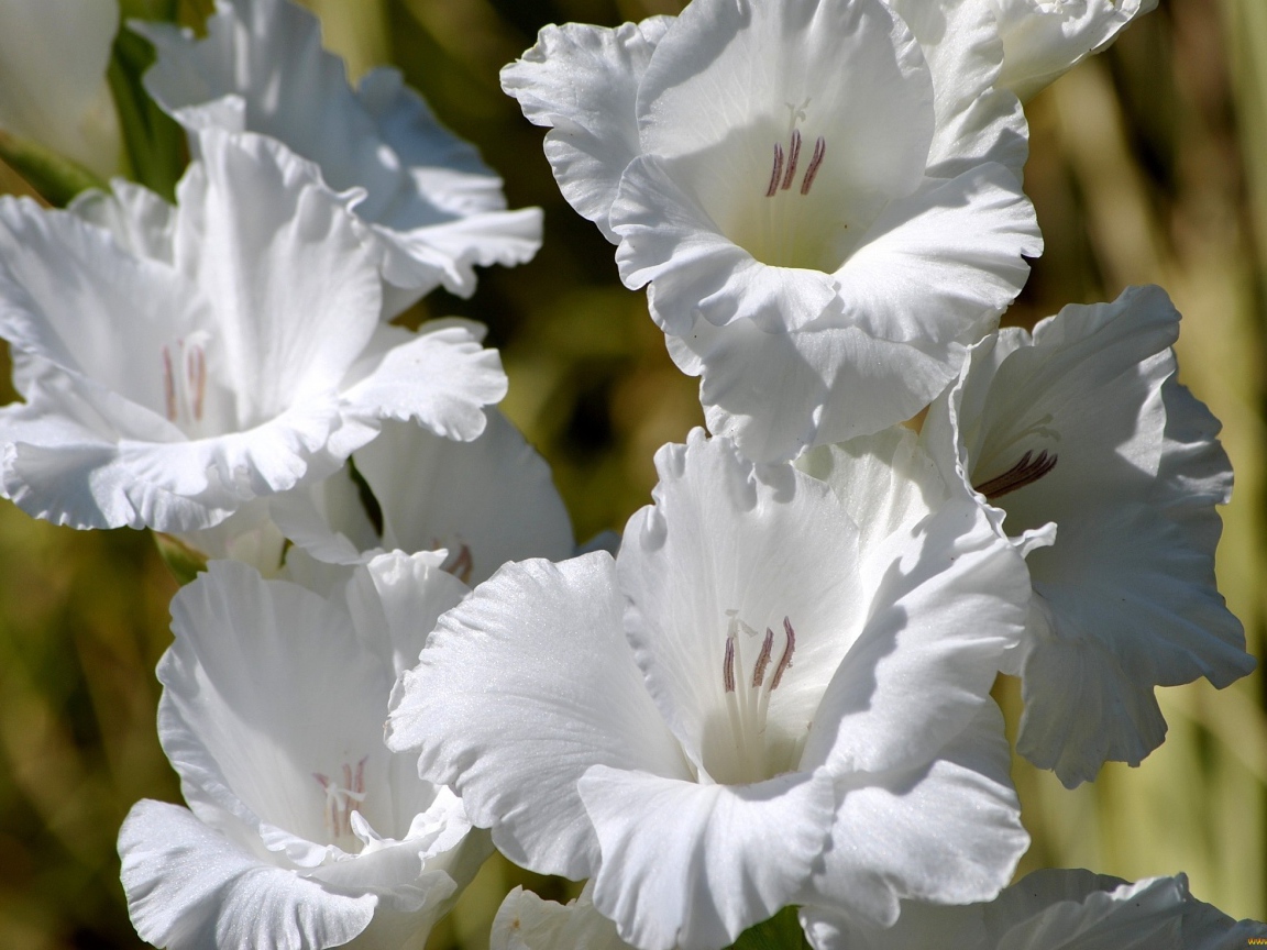 Красивые белые гладиолусы