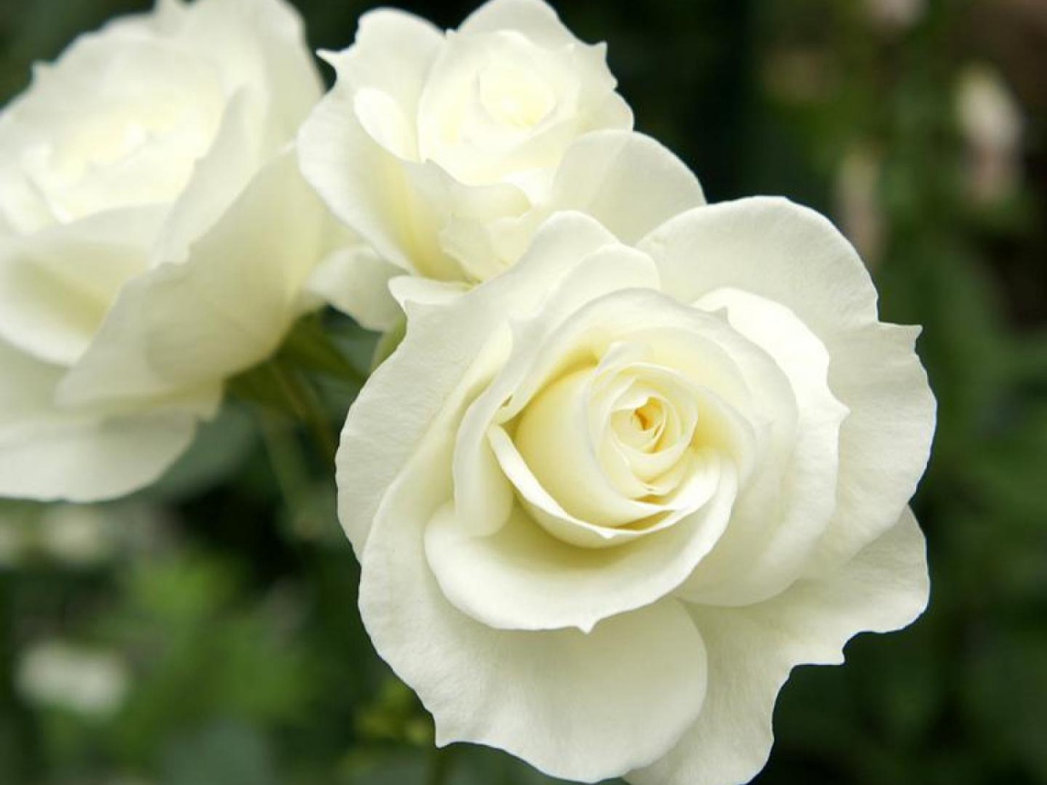 Красивые белые розы в саду