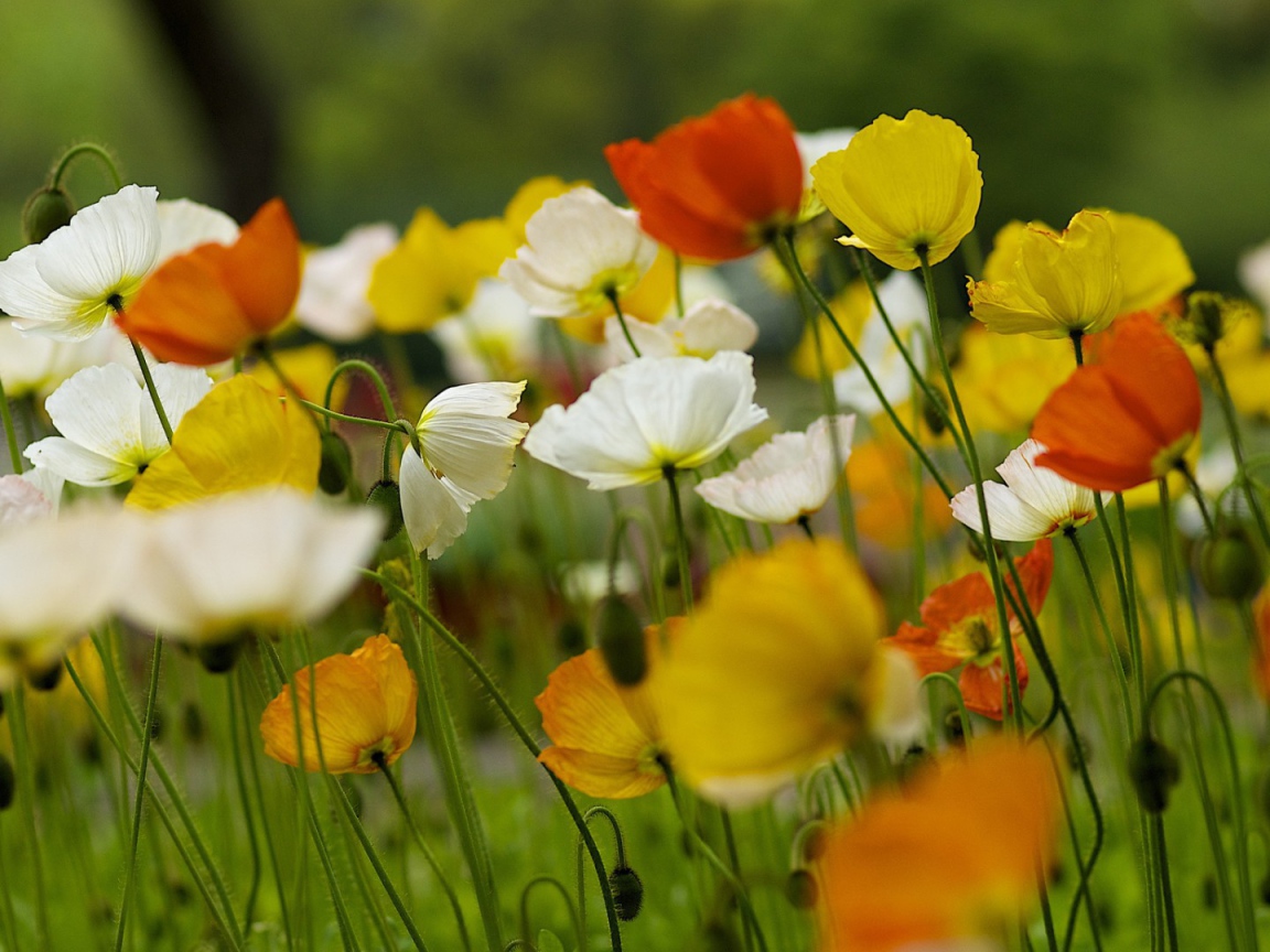 Красивые полевые цветы