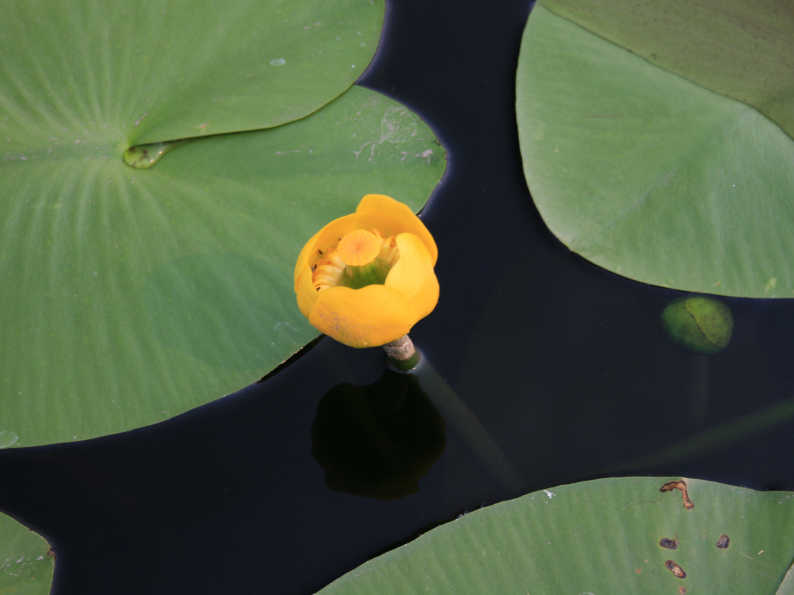 Красивый цветок кубышка желтая на воде