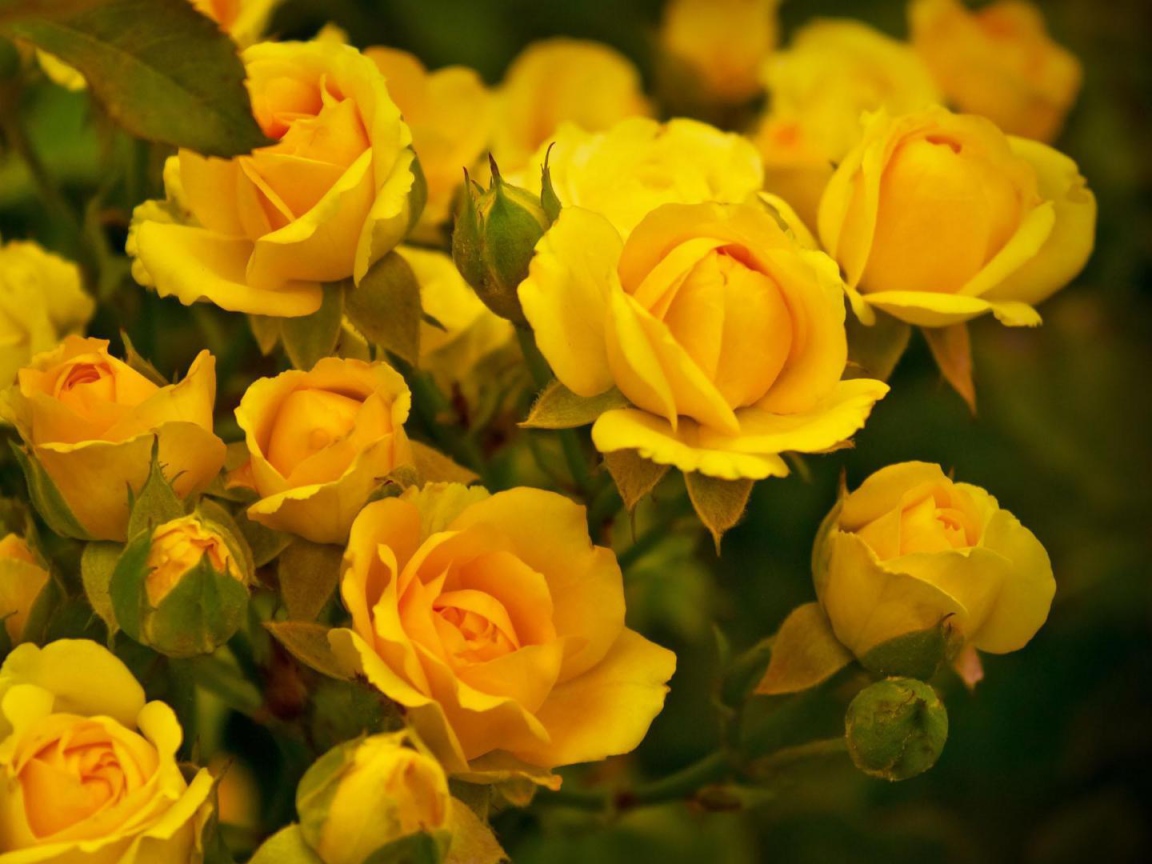 Красивые жёлтые розы в саду