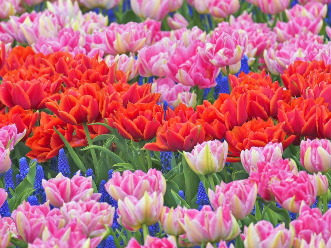 Клумба из тюльпанов