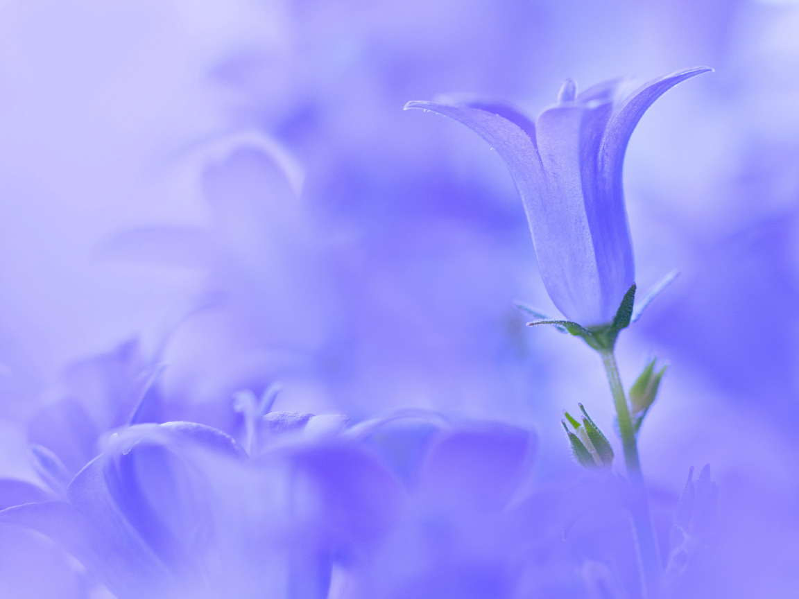 Колокольчик на голубом фоне