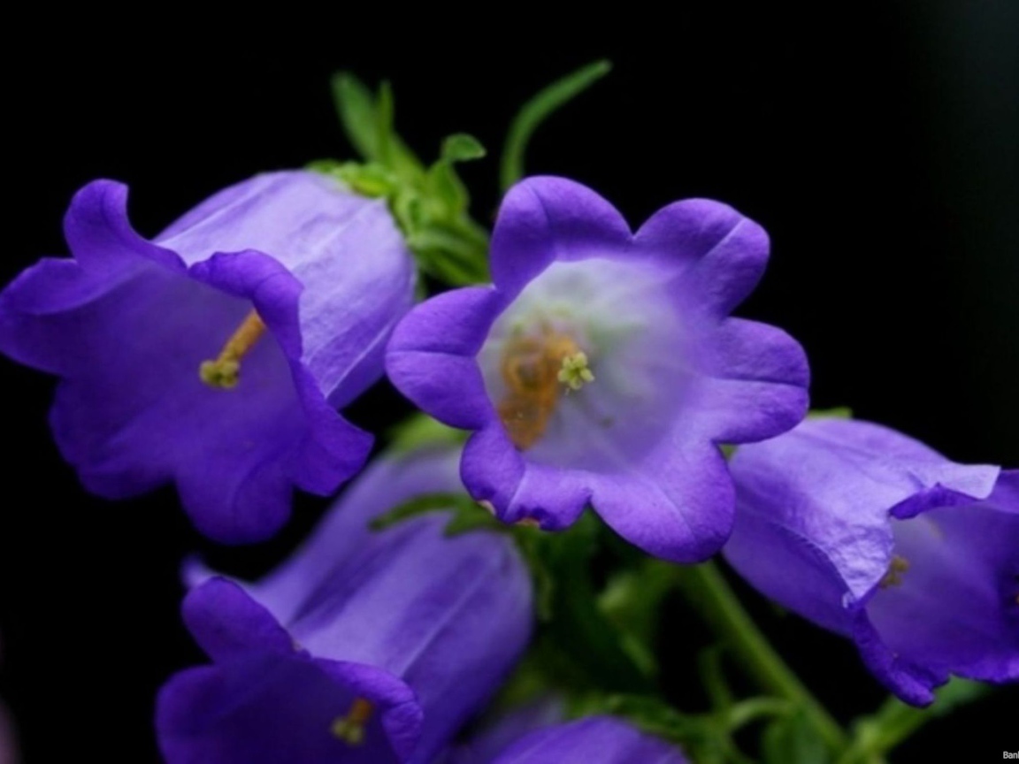 Колокольчики на черном фоне