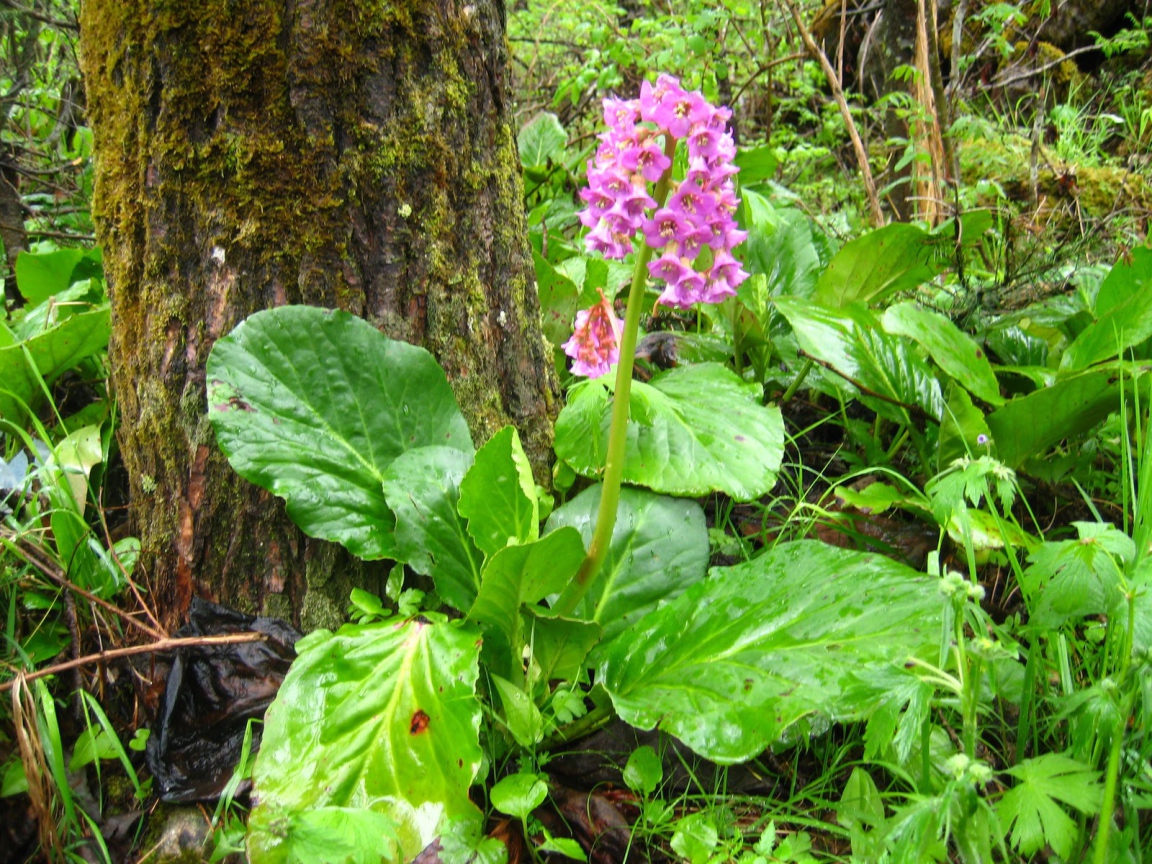 Красивые многолетние цветы бадан в лесу