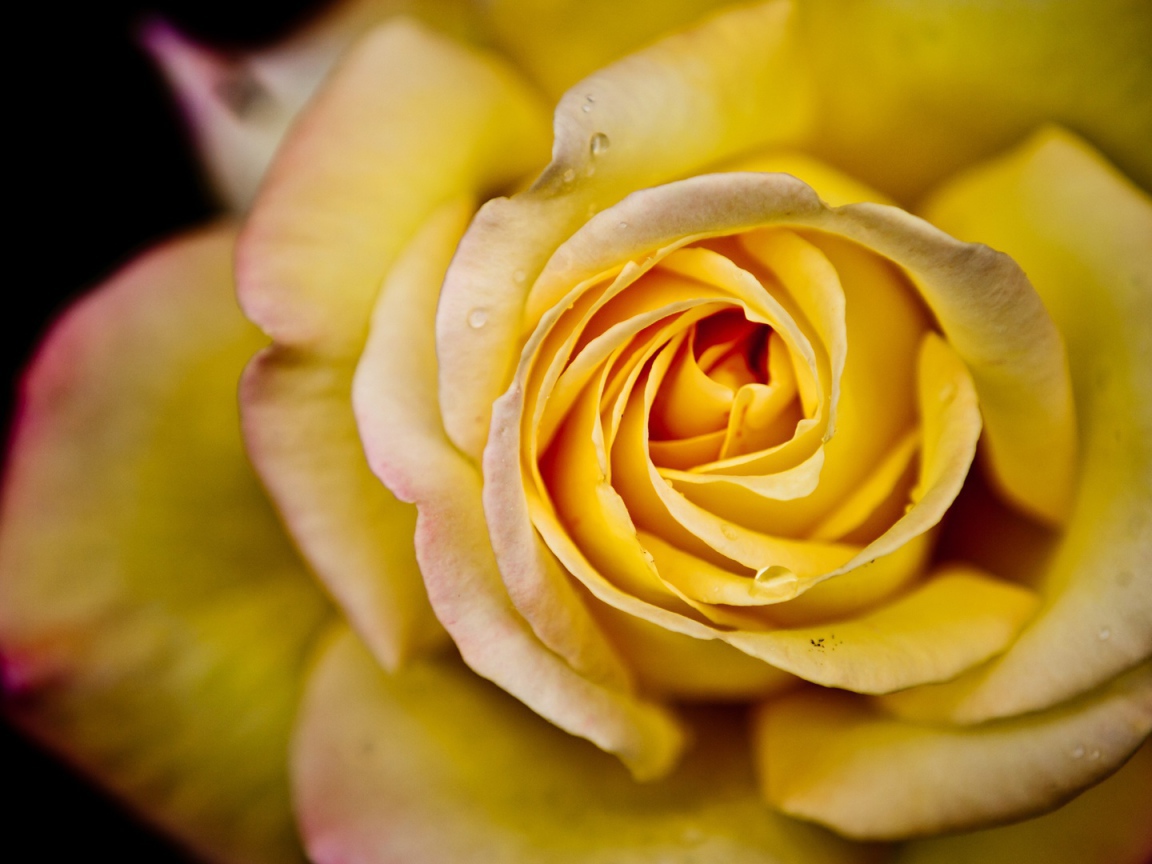 Big yellow rose on a black background