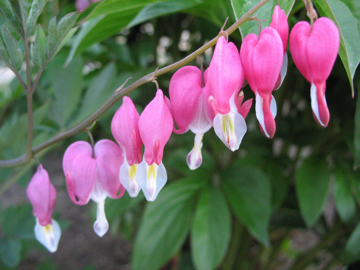 Выращивание цветов дицентра в саду