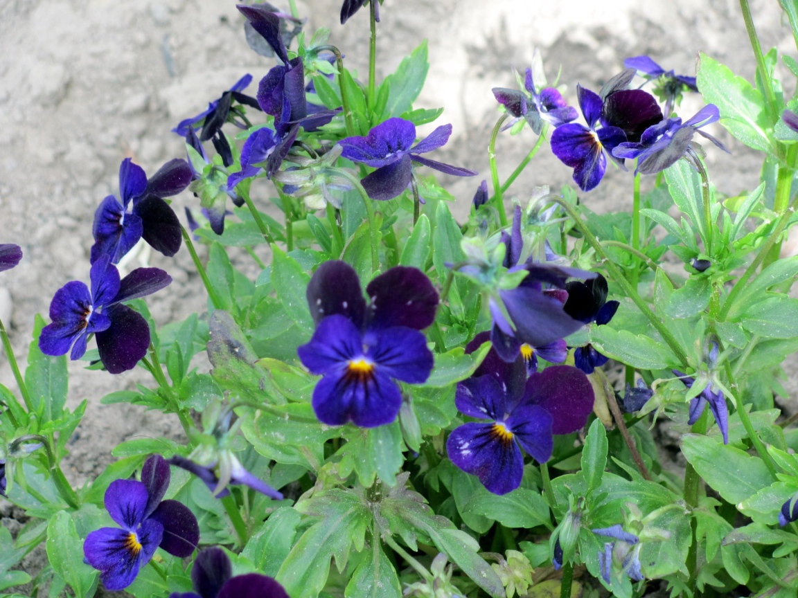 Расцвели прекрасные цветы анютины глазки в саду