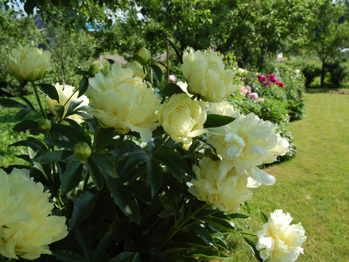 Расцвели красивые цветы пионы