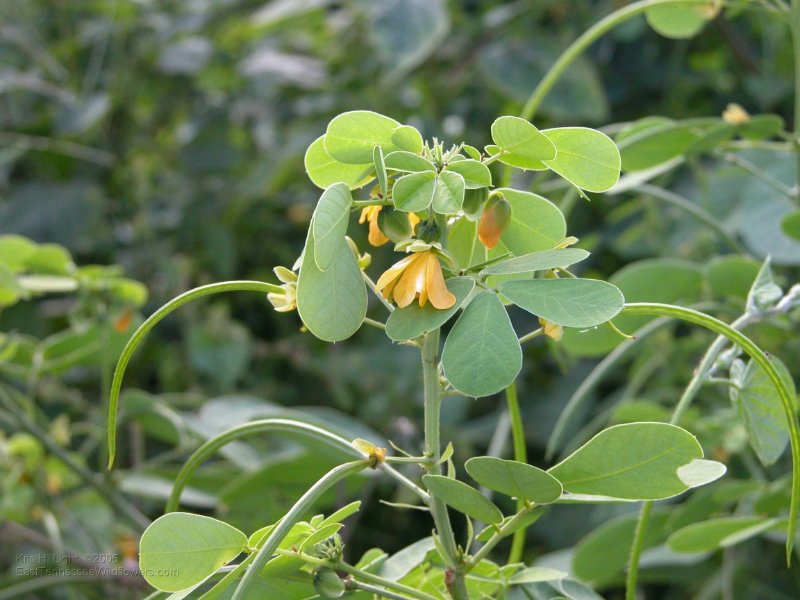 Расцвели красивые цветы растения резухи