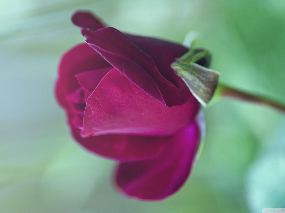 Цветущая фиолетовая роза