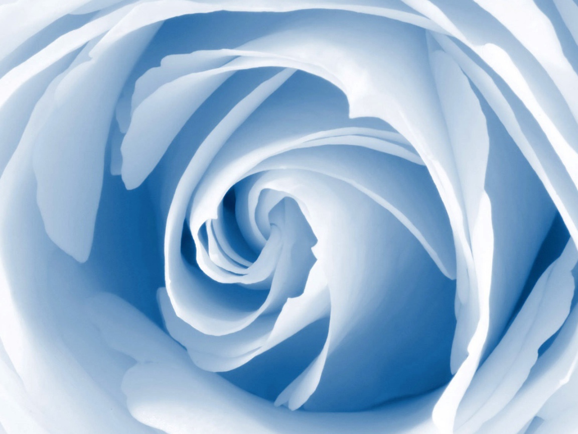 Голубой цветок