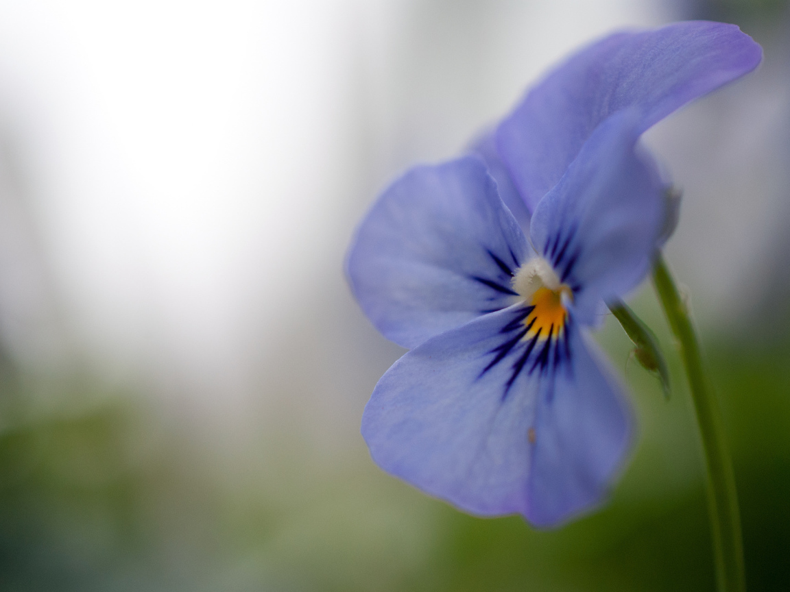 Голубой цветок анютины глазки