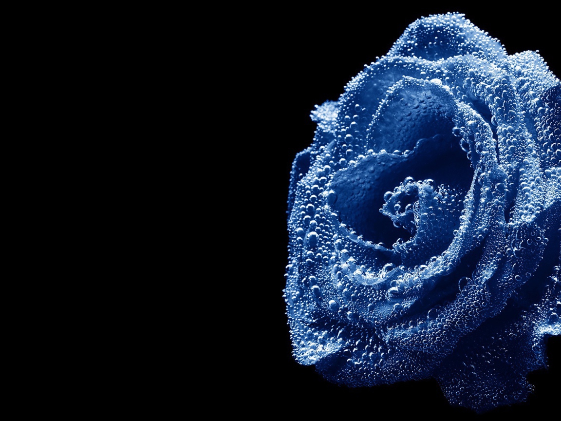Синяя роза, погруженная в воду
