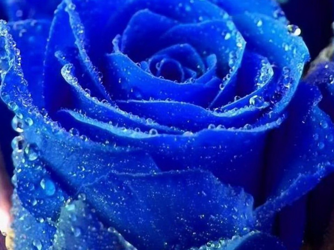 Синяя роза покрылась росой
