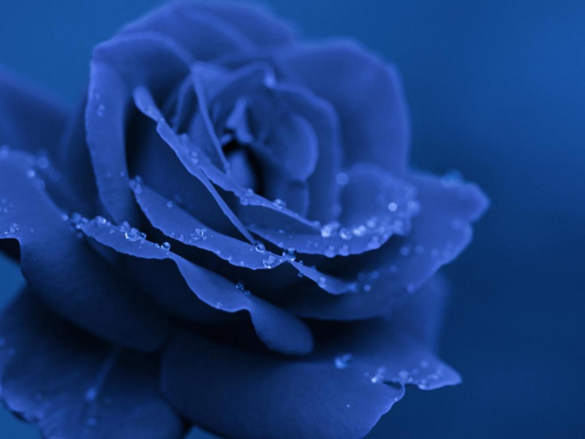 Синяя роза вечером