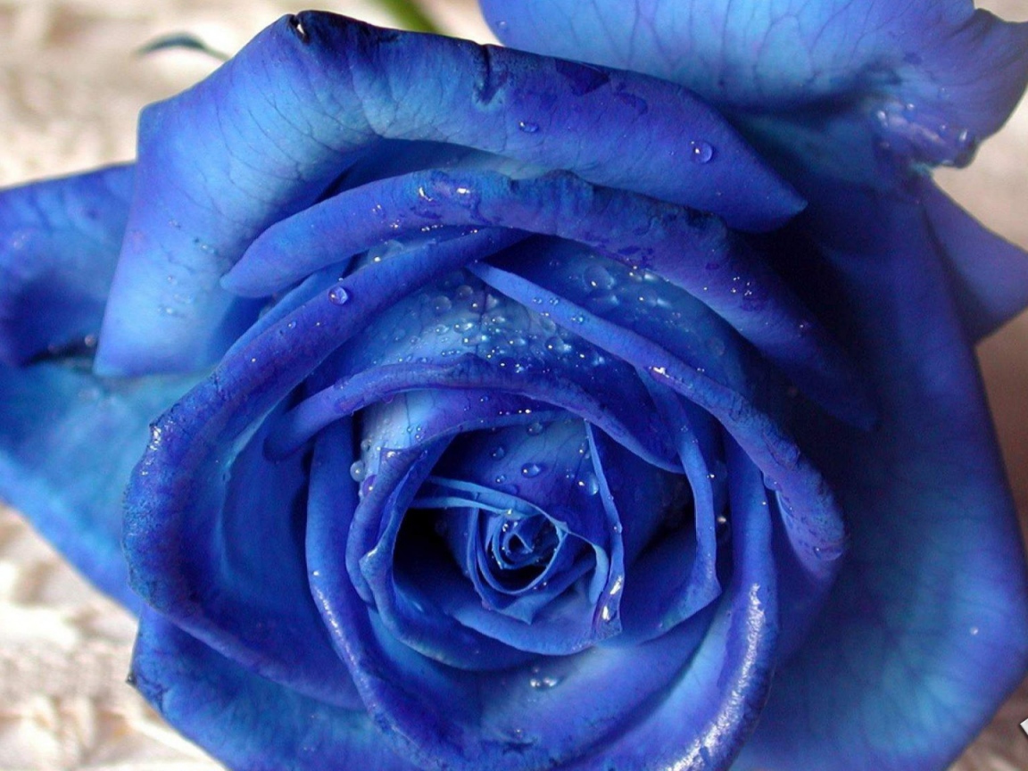 Синяя роза на белой скатерти
