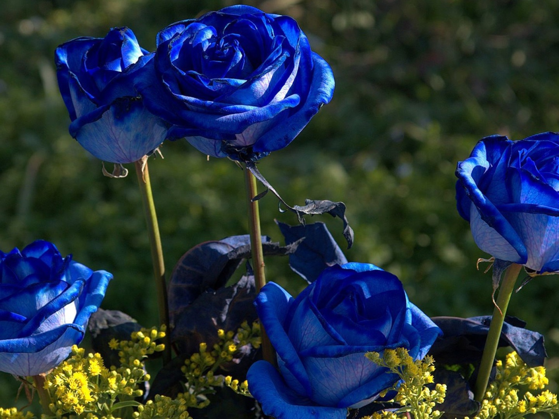 Синие розы цветут в саду