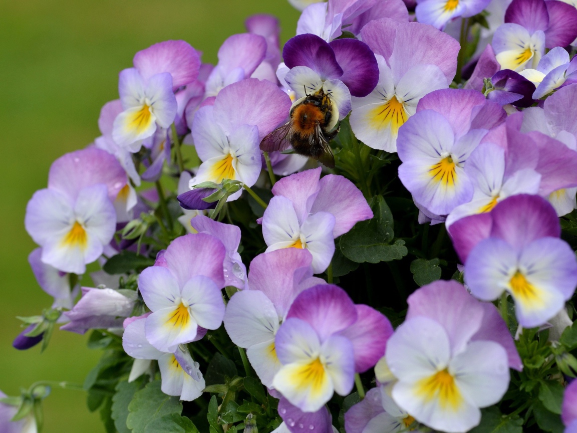 Букет виолы (фиалки, анютины глазки) 