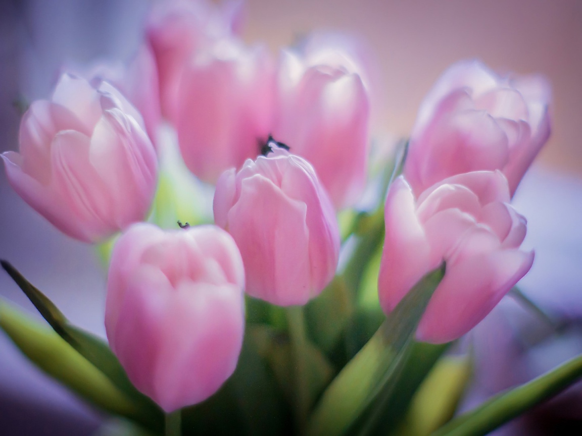 Букет розовых тюльпанов