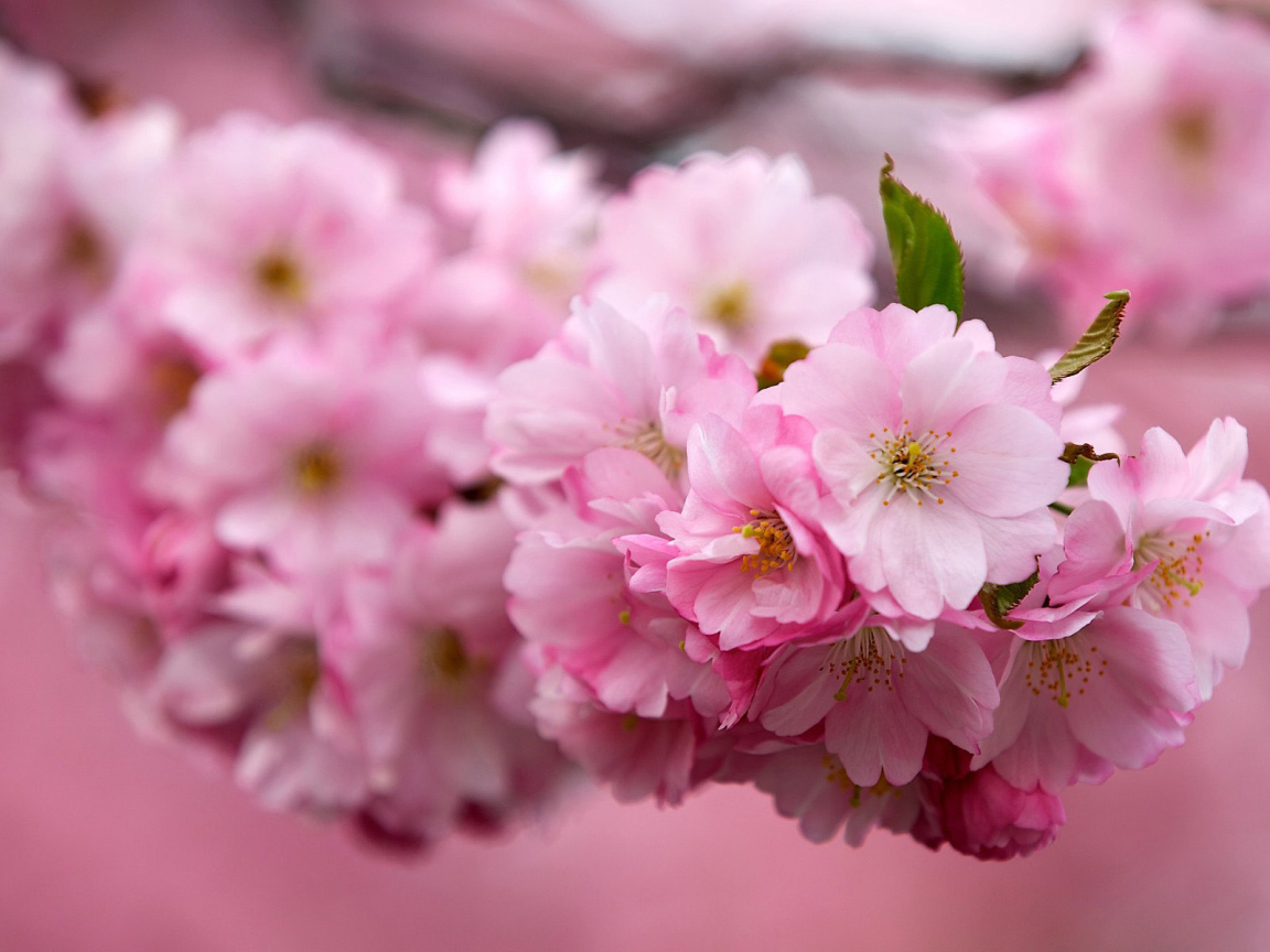 Ветка Японской вишни