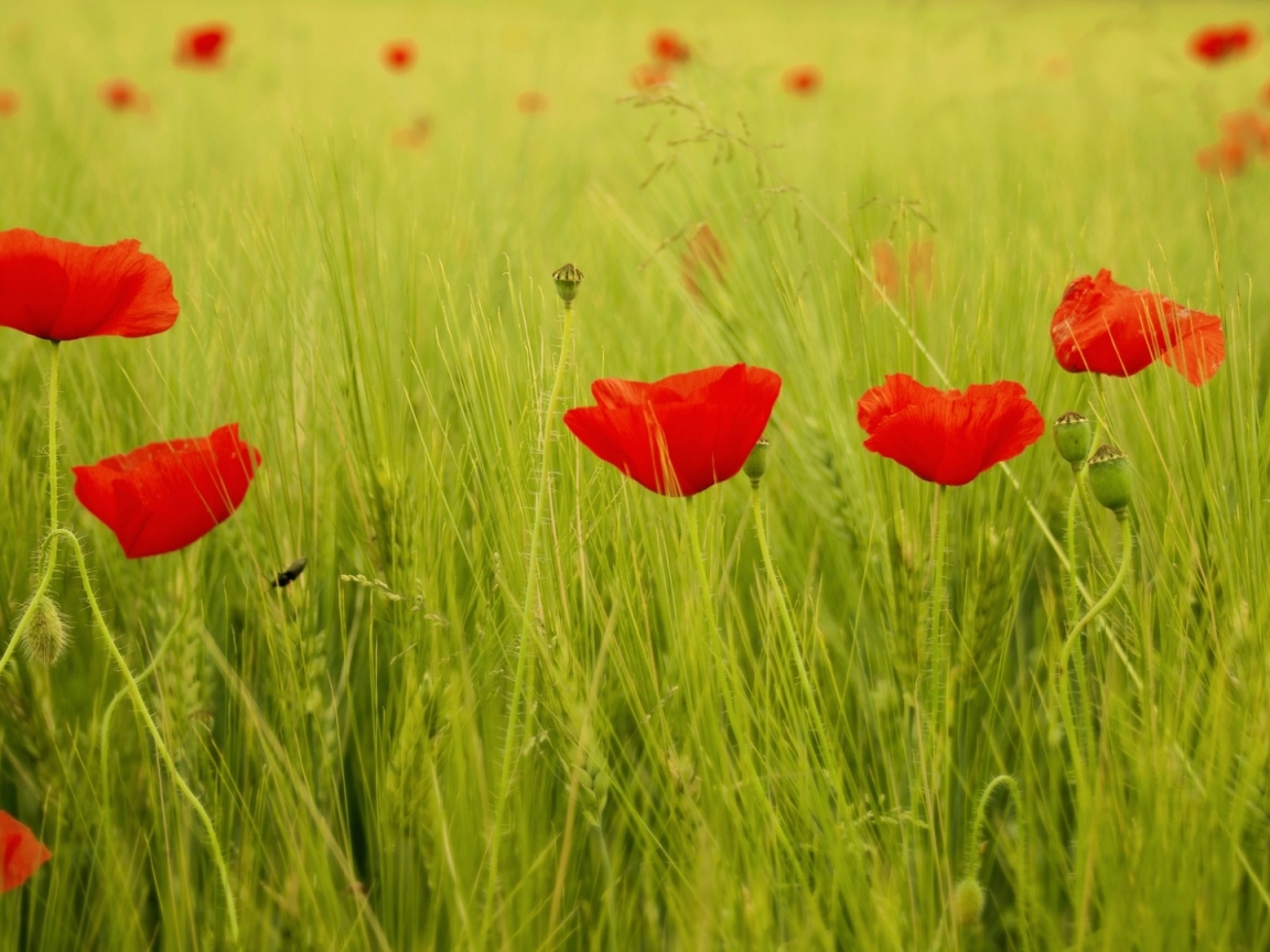 Яркие маки на поле
