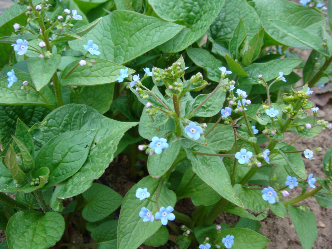 Многолетнее растение бруннера в лесу