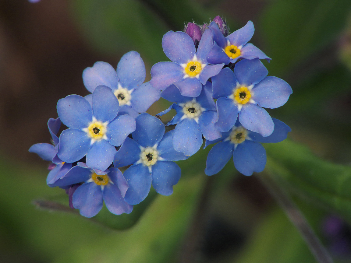 Многолетнее растение бруннера в саду
