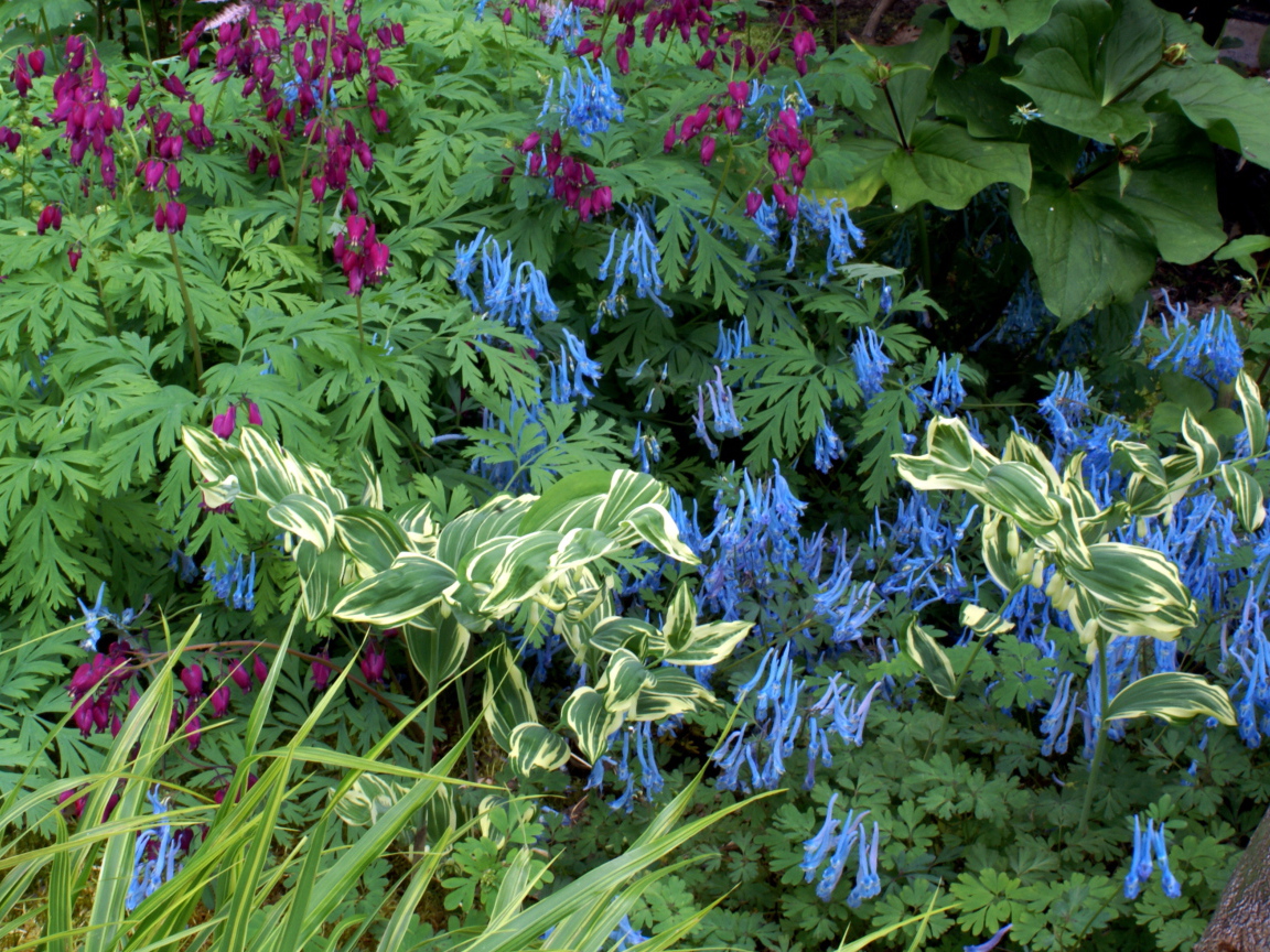 Растение бруннера в саду