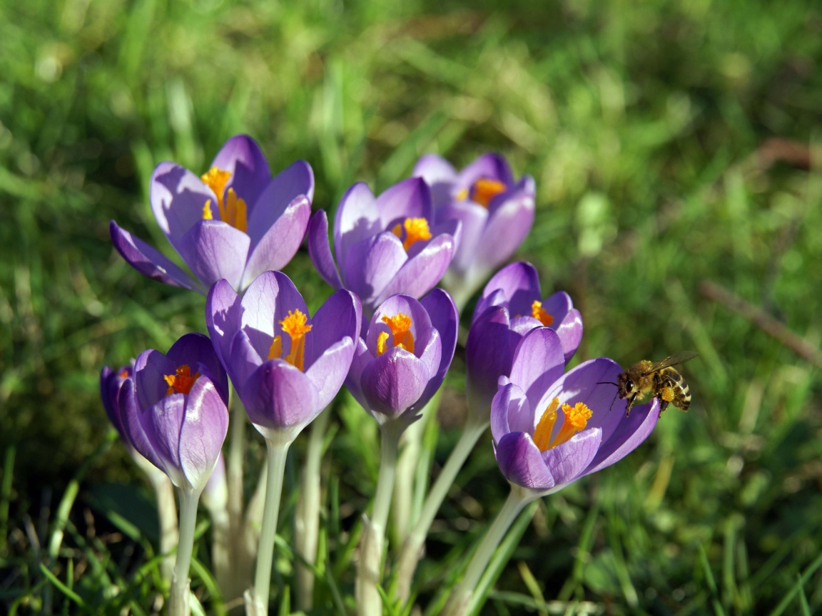Крокус-цветы весны