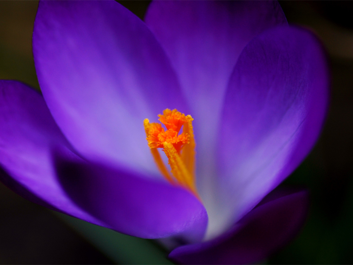 Весенние цветы Крокус