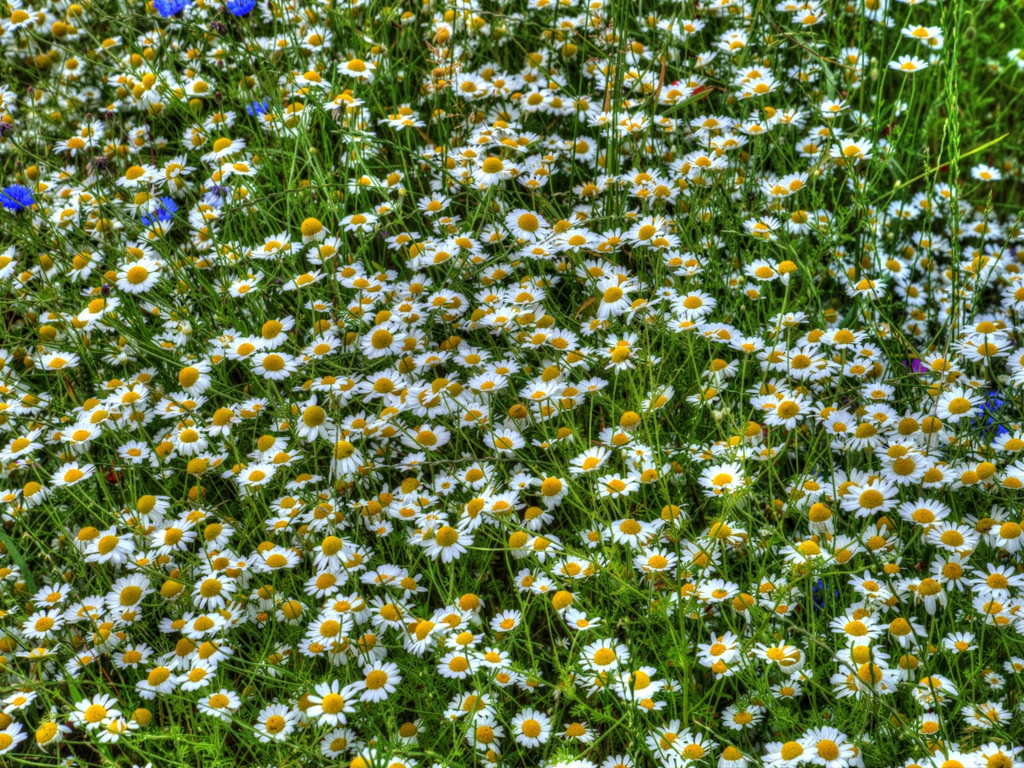 Ромашки среди зелени