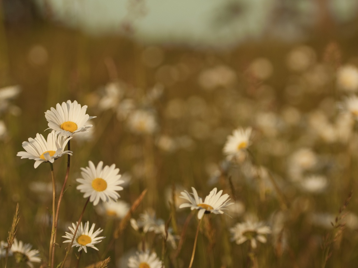 Ромашки на размытом фоне