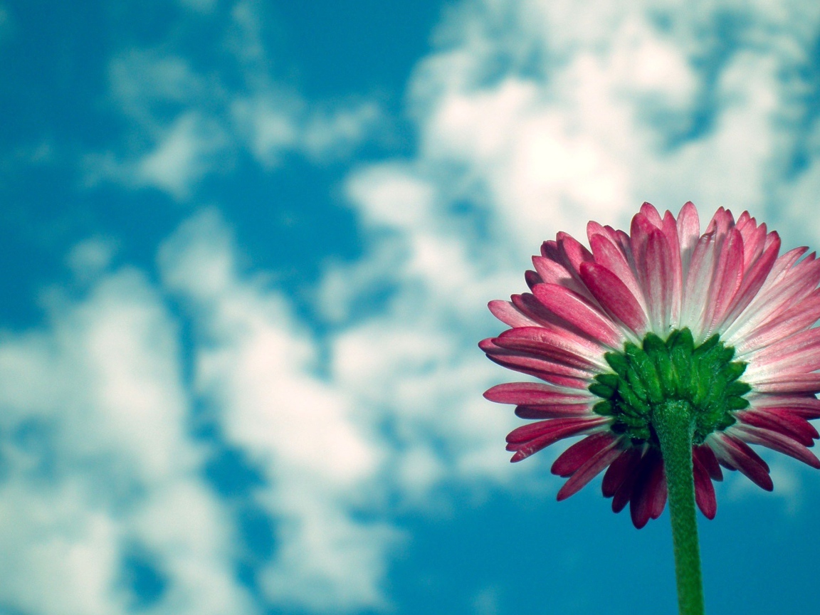 Цветы маргаритки на фоне неба