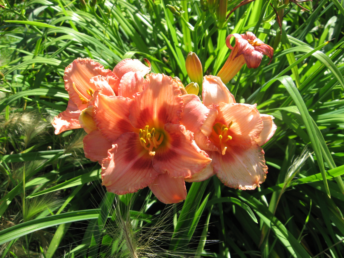 Садовые цветы лилейник на дачном участке