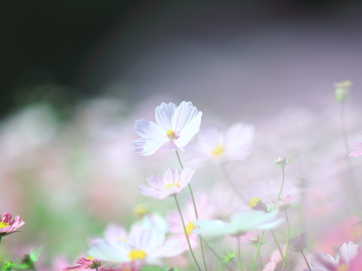 Нежные ромашки в поле